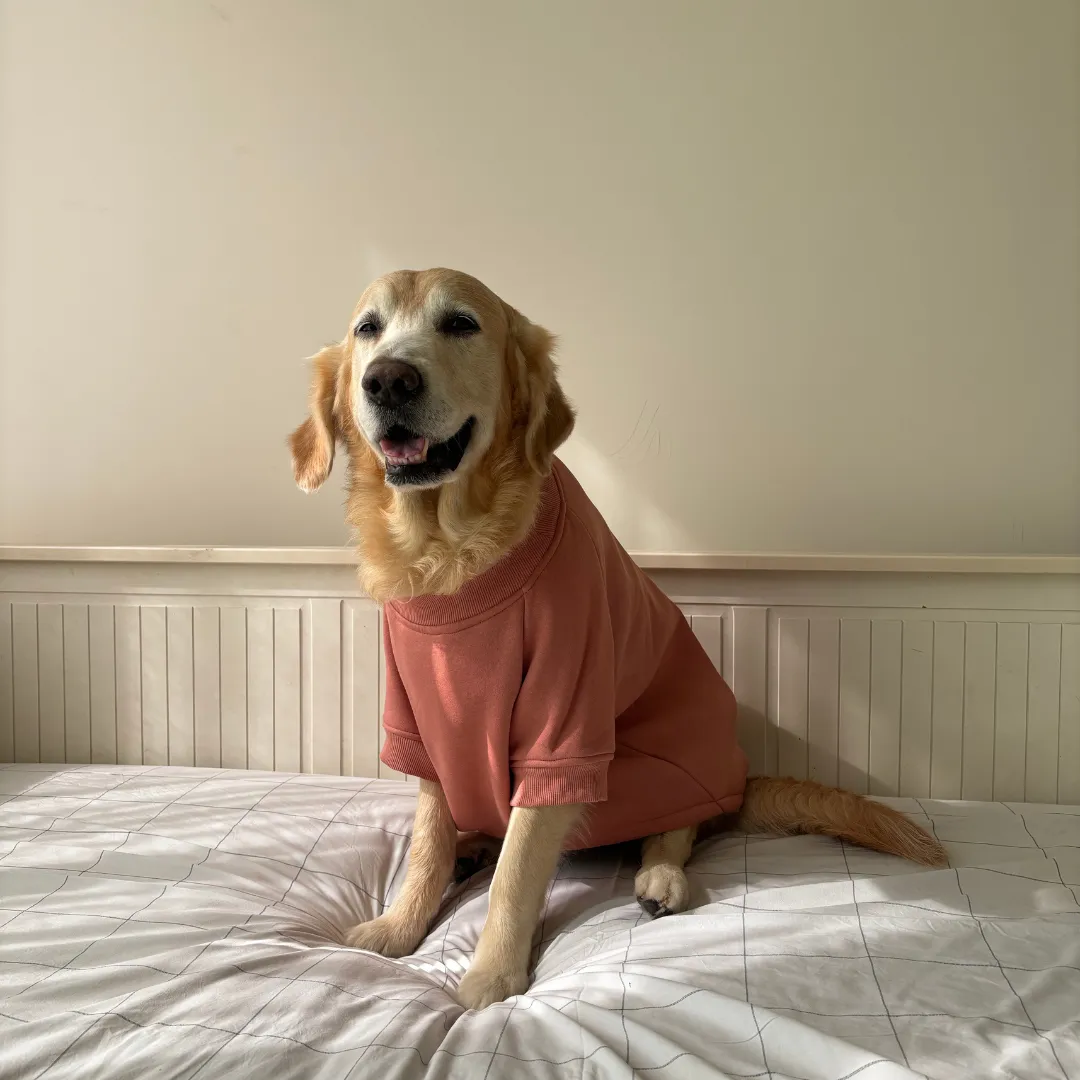 PoochMate Peach Dog Sweatshirt with Bunny Applique